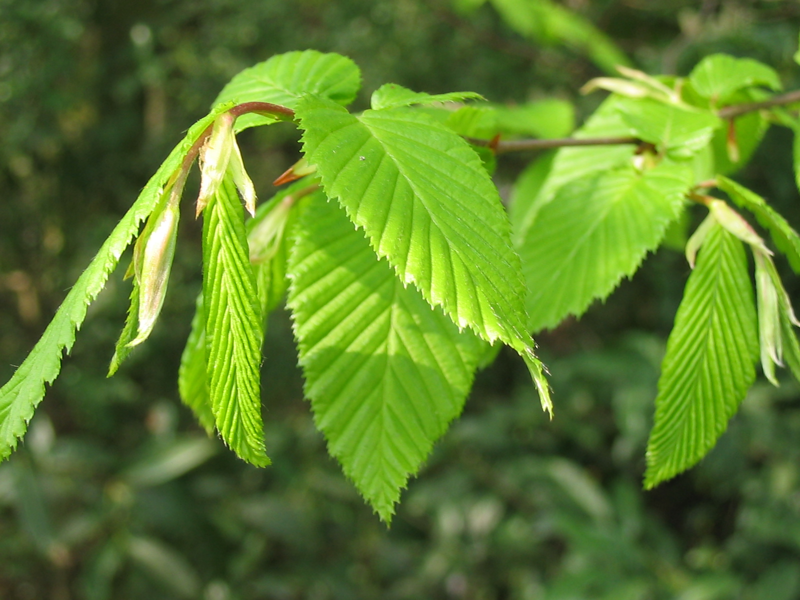 Hainbuche Carpinus betulus Bienenroute
